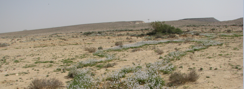 קובץ:Nachal zror.PNG