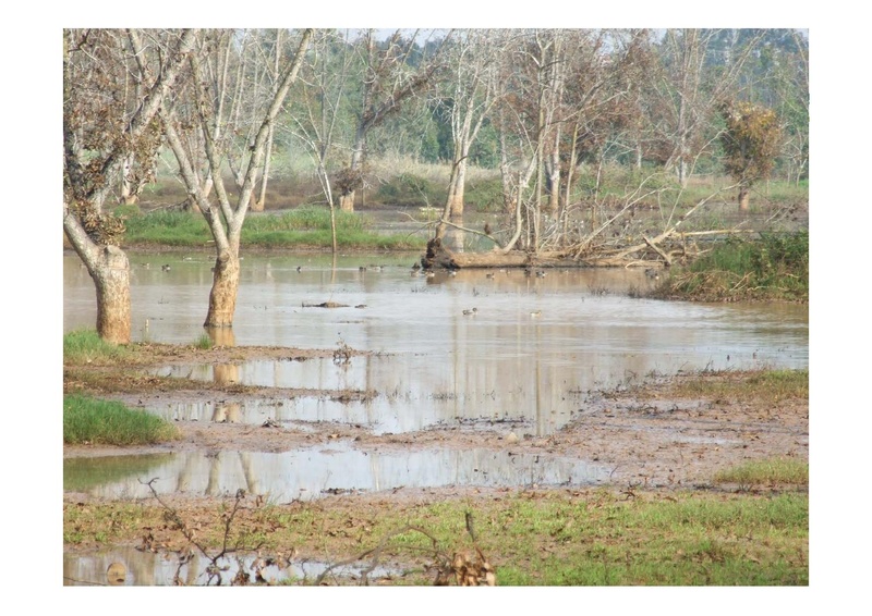 קובץ:PolegAlizaRapaport.pdf