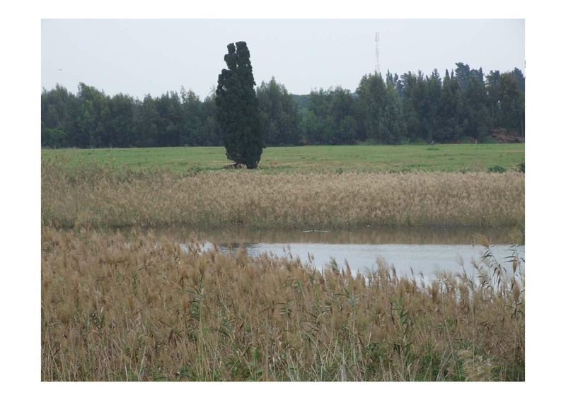 קובץ:PolegAlizaRapaport.pdf