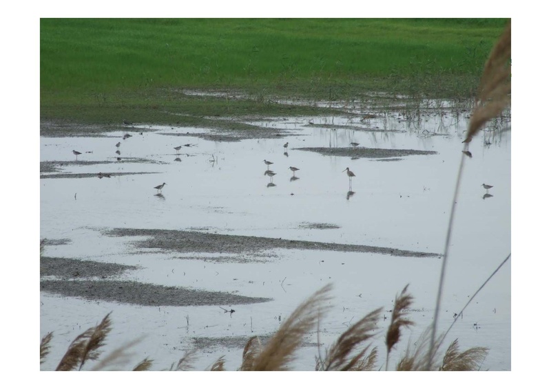 קובץ:PolegAlizaRapaport.pdf