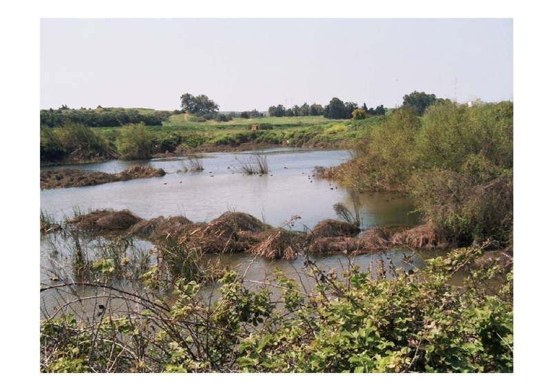 קובץ:PolegAlizaRapaport.pdf