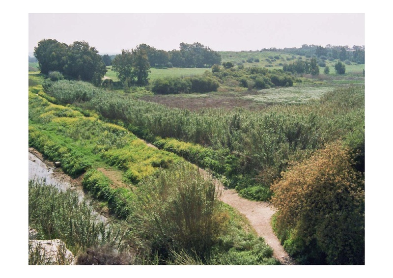 קובץ:PolegAlizaRapaport.pdf