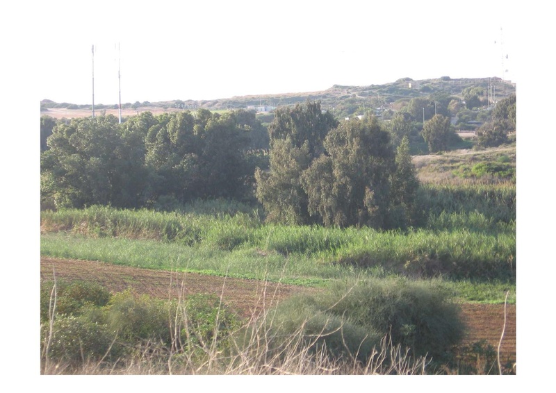 קובץ:PolegAlizaRapaport.pdf