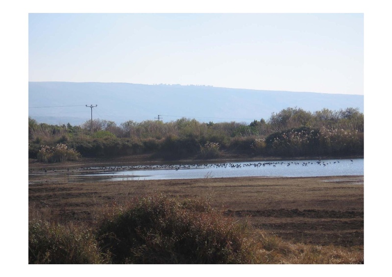 קובץ:PolegAlizaRapaport.pdf