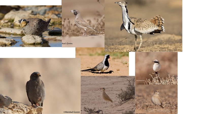 קובץ:Birdsnegevmeidad.pdf