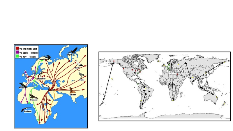 קובץ:Birdsnegevmeidad.pdf