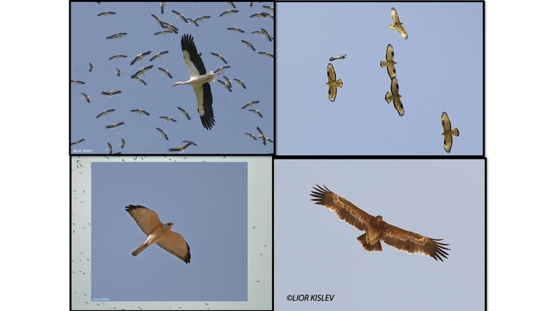 קובץ:Birdsnegevmeidad.pdf