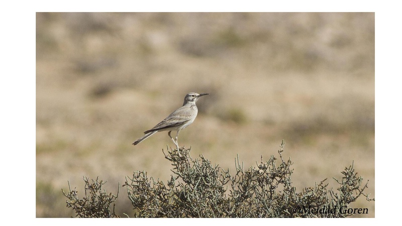 קובץ:Birdsnegevmeidad.pdf