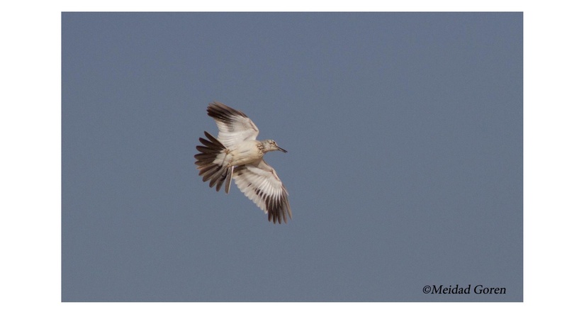 קובץ:Birdsnegevmeidad.pdf