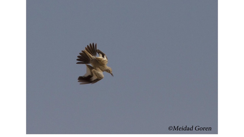 קובץ:Birdsnegevmeidad.pdf