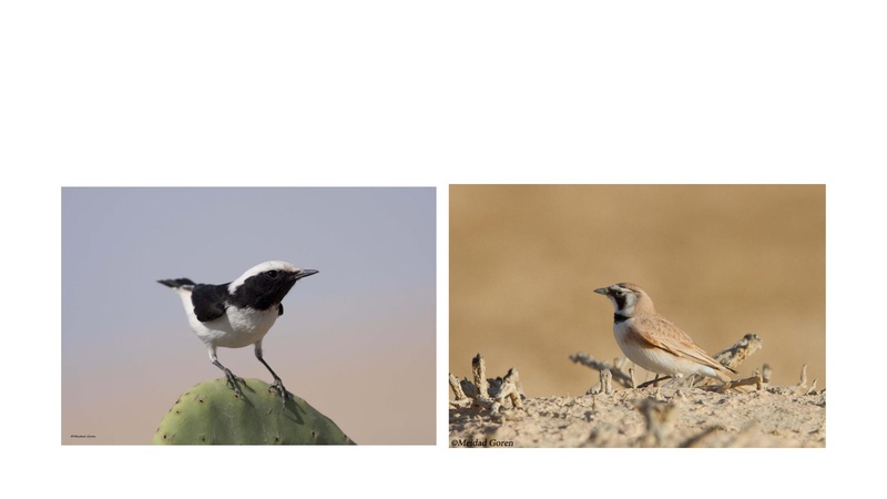 קובץ:Birdsnegevmeidad.pdf