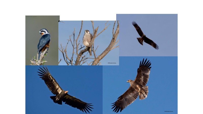 קובץ:Birdsnegevmeidad.pdf