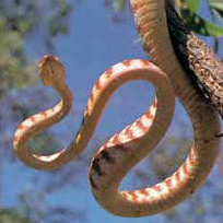קובץ:Snake.bmp