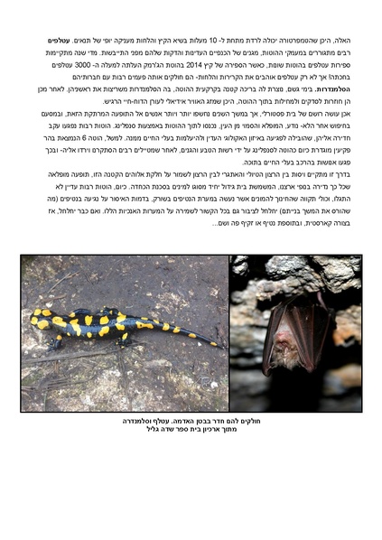 קובץ:Beten.pdf