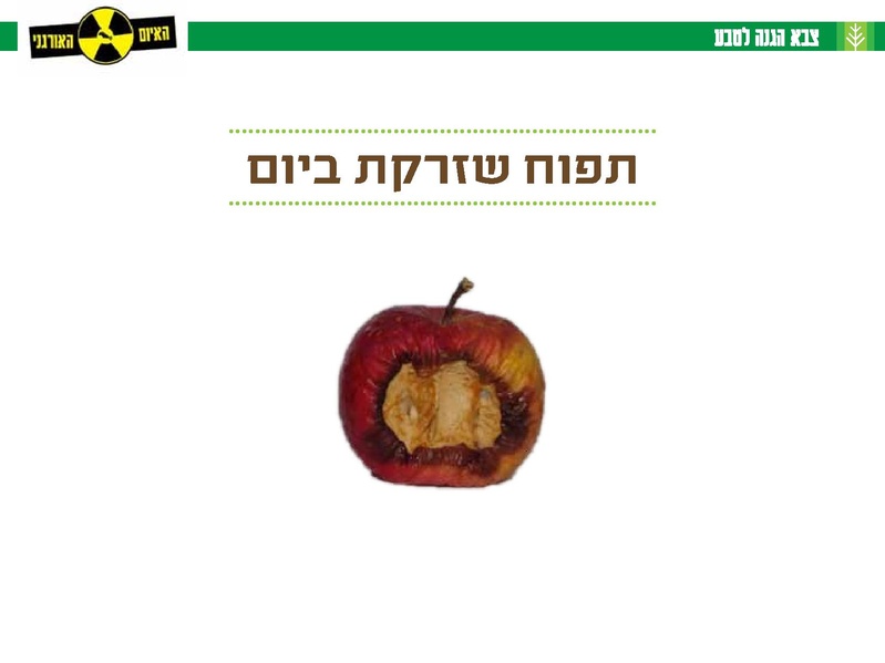 קובץ:Organi.pdf