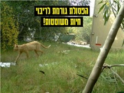 לדף הבא ←