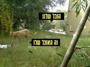 לדף הבא ←