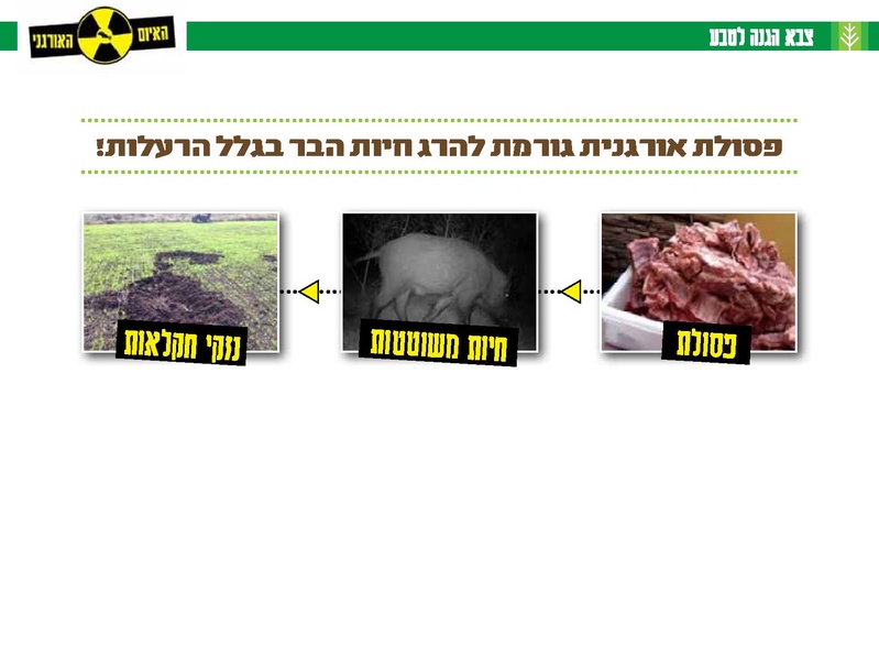 קובץ:Organi.pdf