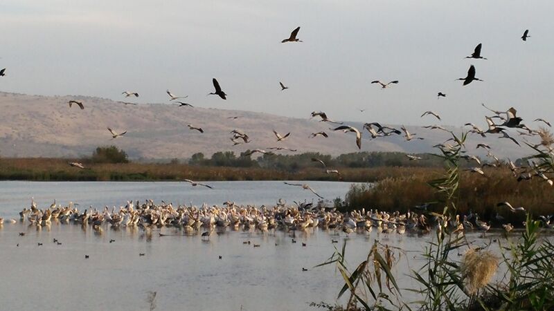 קובץ:Hachula pazit.jpg