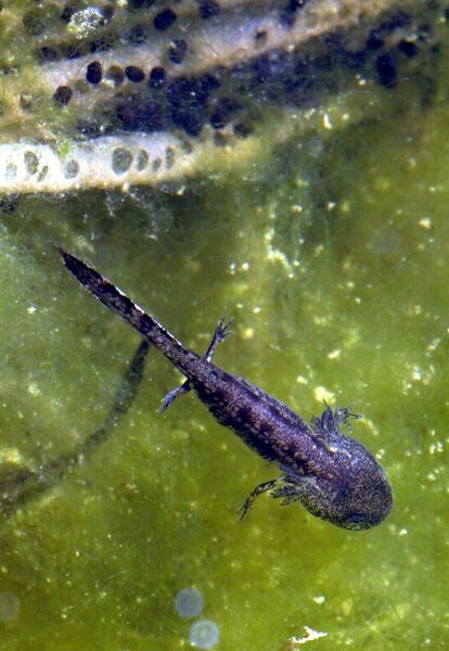 קובץ:Roshan yanribak.JPG