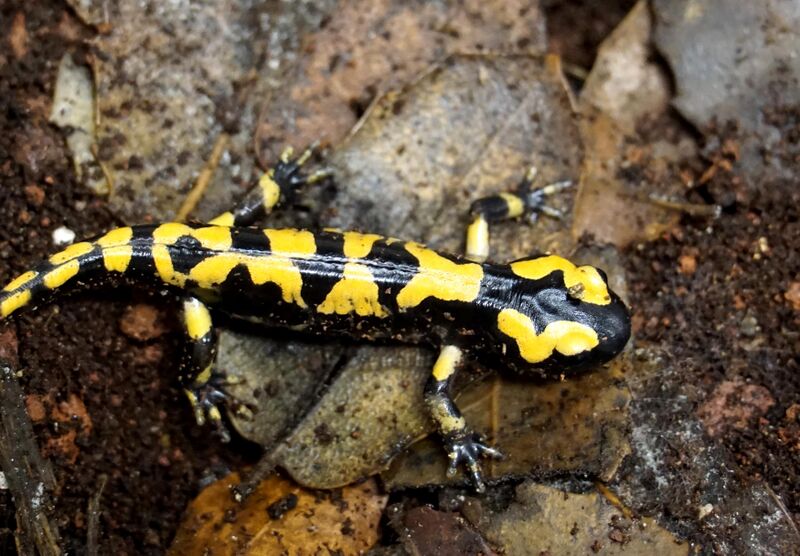 קובץ:Salamandra yanribak(1).jpg