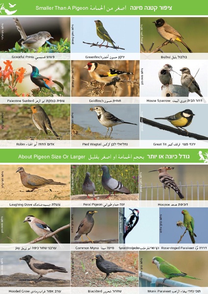 קובץ:Hanchayot2019.pdf