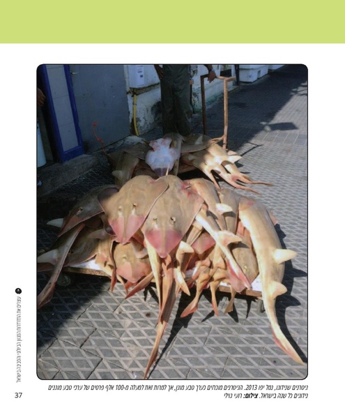 קובץ:Report(1).pdf