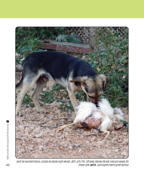 קובץ:Report(1).pdf