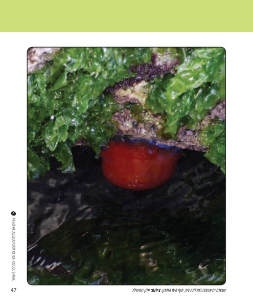 קובץ:Report(1).pdf