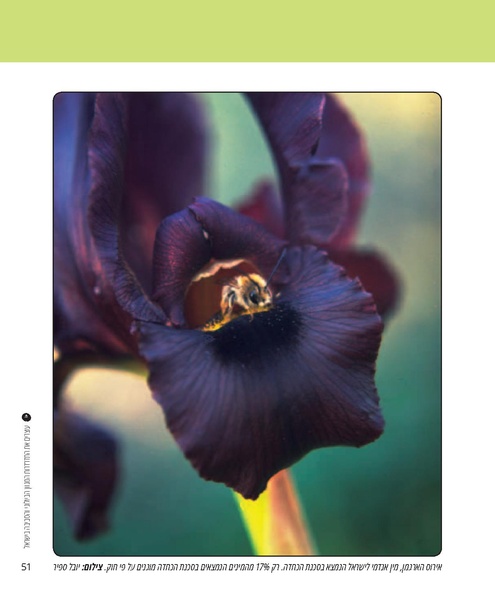 קובץ:Report(1).pdf