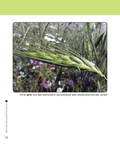 קובץ:Report(1).pdf