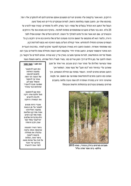 קובץ:Alon3(1).pdf