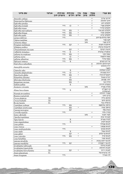 קובץ:Holot.pdf