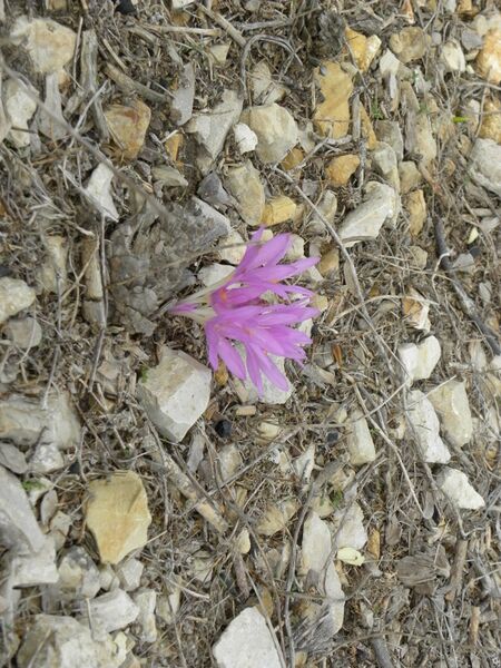 קובץ:7362 5svzria(1).jpg