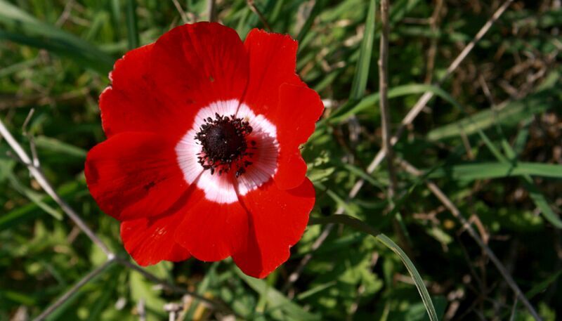 קובץ:Flower teva(1).jpg