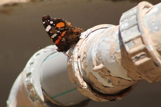 תמונת רקע לדף מערך מגוון בתי גידול וחיות הבר בעיר