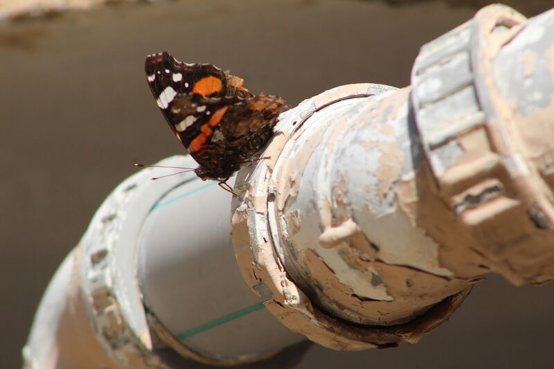 קובץ:פרפר על צינור.JPG