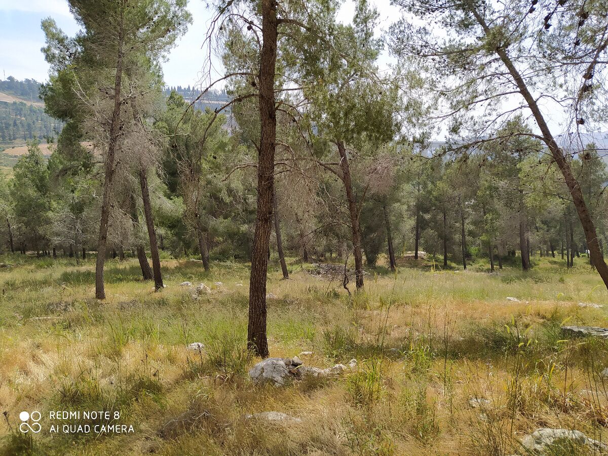 תמונת רקע לדף עצים - השכנים הירוקים שלנו