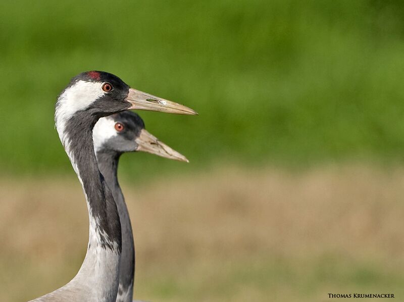 קובץ:Agurim kromanker.jpg