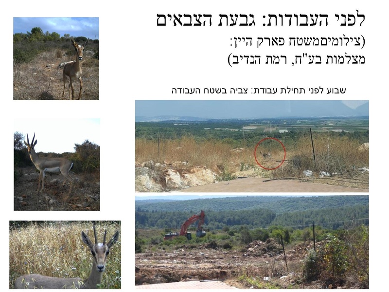 קובץ:Givaat hazvaim hesberim(1).pdf