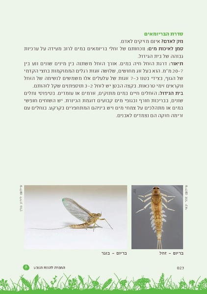 קובץ:TEV Mosquito Hadbara.pdf