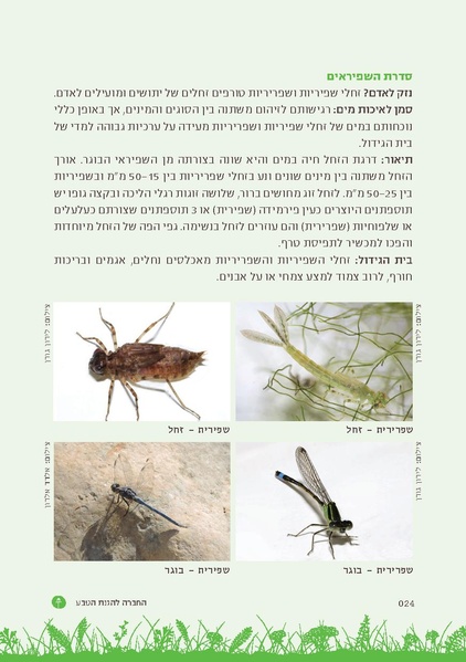 קובץ:TEV Mosquito Hadbara.pdf