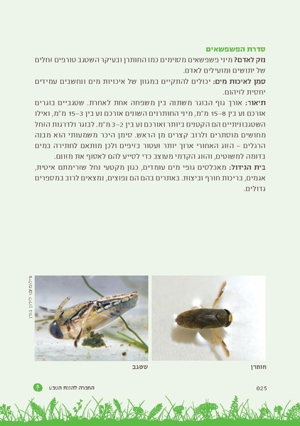 קובץ:TEV Mosquito Hadbara.pdf