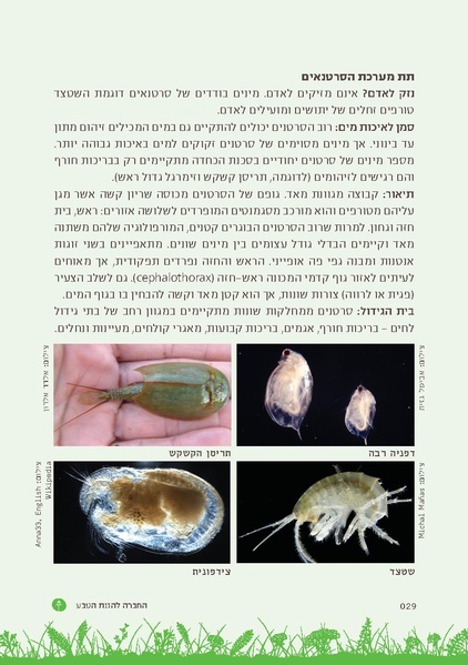 קובץ:TEV Mosquito Hadbara.pdf