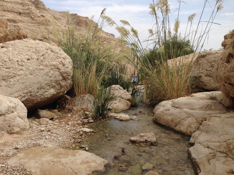 קובץ:David os 2.jpg