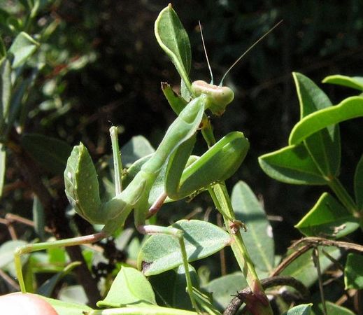 תמונת רקע לדף תוצאות