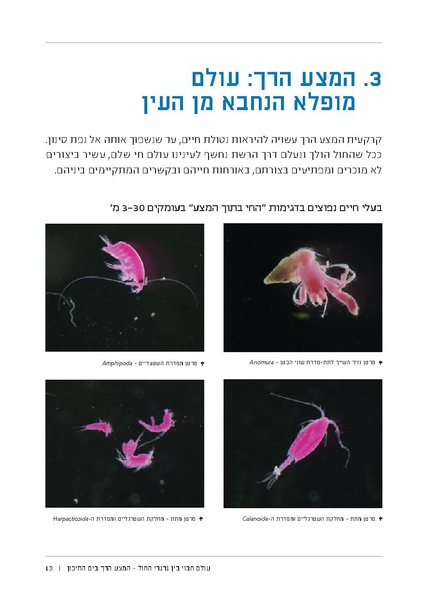 קובץ:Soft substrate habitat 2016 new.pdf