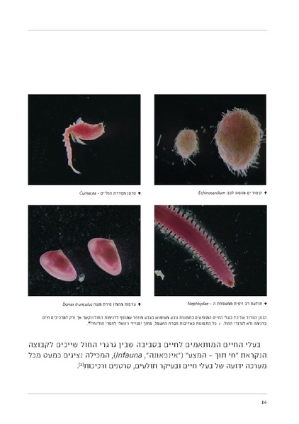 קובץ:Soft substrate habitat 2016 new.pdf
