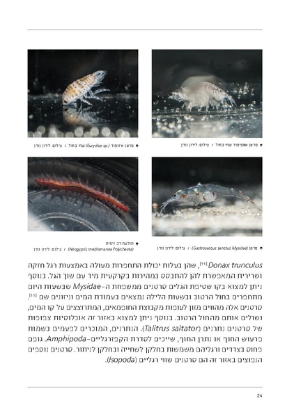 קובץ:Soft substrate habitat 2016 new.pdf
