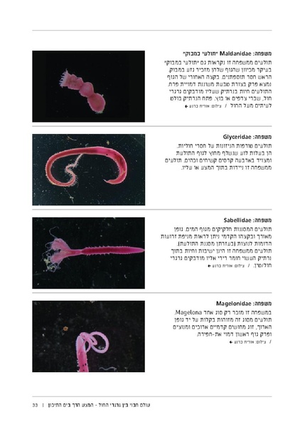 קובץ:Soft substrate habitat 2016 new.pdf